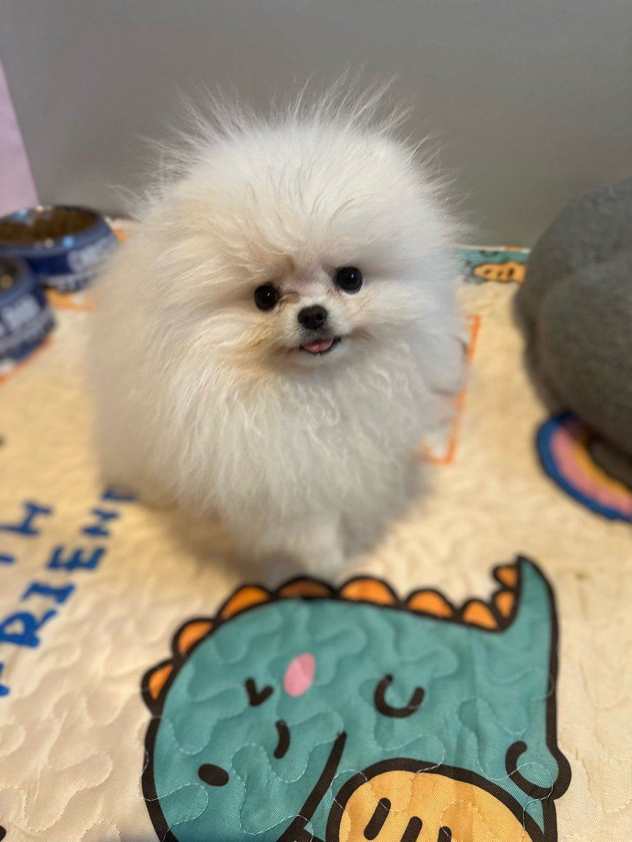 poshablepupschi's tweet photo. Teacup Korean 🇰🇷 Pomeranian Puppy
Chicago
https://t.co/gB5B6yPO3y #teacuppomeranian #chicagopuppy https://t.co/2tmqAffEyl