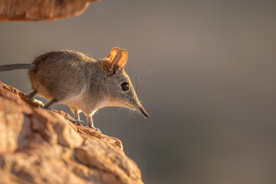cedarberg's tweet photo. While you may be able to name the Big 5 ( Lion,Leopard,Elephant, Rhino and Buffalo)  can you name the Little 5 ? 

Elephant Shrew
Ant Lion
Rhinoceros Beetle
Buffalo Weaver 
Leopard Tortoise https://t.co/HEyco8Os63