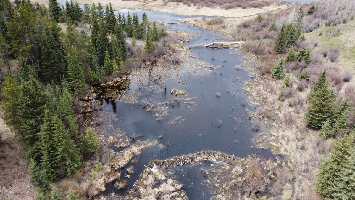 Cherie Westbrook tweet media