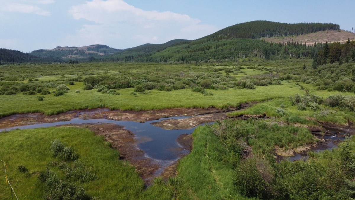 Cherie Westbrook tweet media