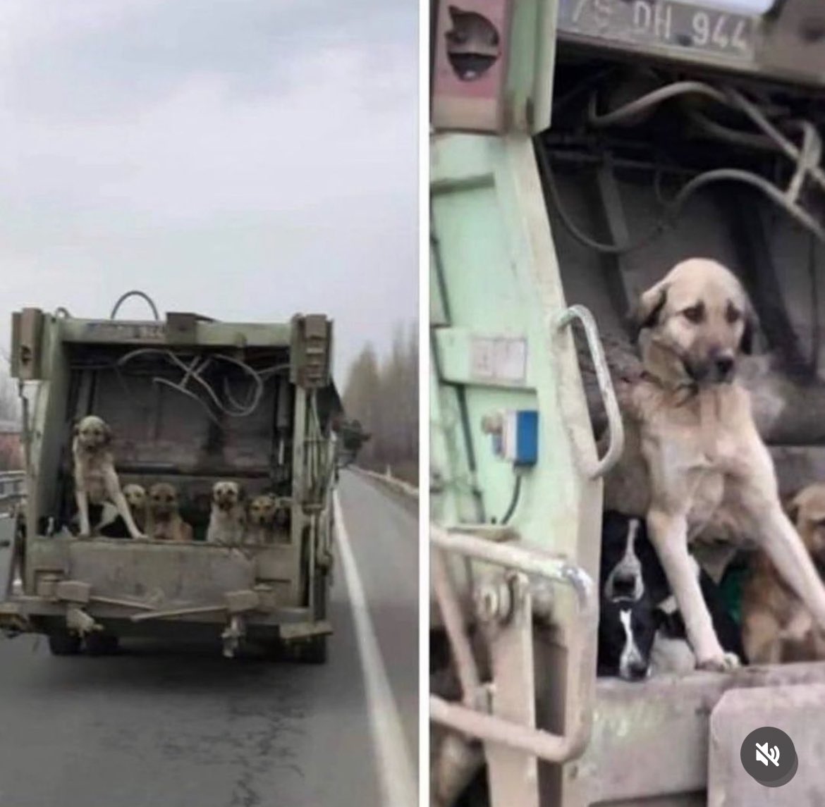 Çocukluğumuz boyunca çöp kamyonlarında canlı canlı itlaf edilen köpeklerin görüntülerini izledik. 20 yıl önce Hayvanları Koruma Kanunu’nu çıkaranlar bugün aynı Meclis’te katliam kararı alıyor. Yine o yere batasıca çöp kamyonuna geri döndük.

✊ #YasayıGeriÇek
