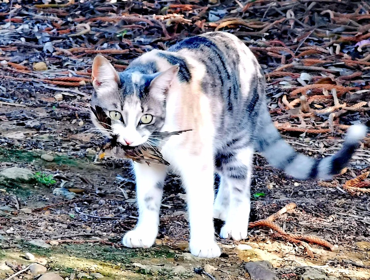 ¿Cuántos animales matan los gatos en España cada año?
No es un cálculo fácil, pero ahí va un intento:
al menos 200 MILLONES
Abajo explico la cuenta y comparo con otras fuentes de mortalidad de fauna (spoiler: se quedan chiquitas)
(1/13)