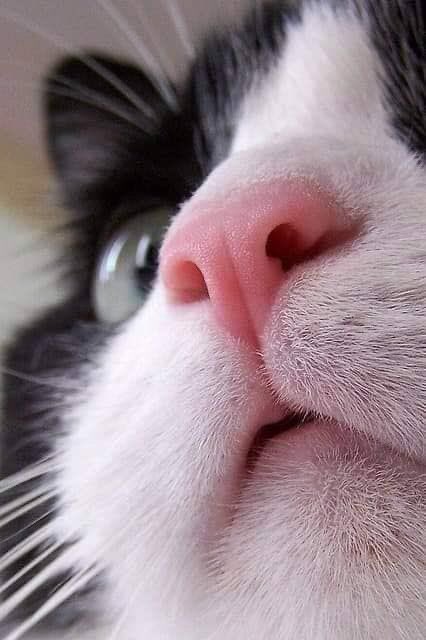 tododiapromocao's tweet image. A CATEGORIA É: 

NARIZ DE GATINHOS. 

CADÊ FOTO DO NARIZINHO DO SEU NENEM?????