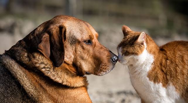 Biz HALKIZ
Biz VİCDANIZ
Biz MERHAMETİZ
#BizYaşatmayıSeçiyoruz