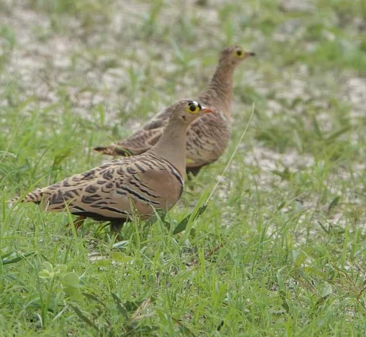 Four Banded sandgrouse 
#birdwatching #photographing #travelphotography #birding #beautifulbirds #grouse #gambia #Senegal