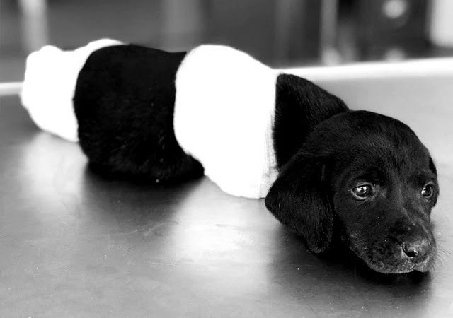 2018 Haziran. Sapanca’da uzuvları kesilmiş bu yavru herkesi ağlatmıştı. Erdoğan ne demişti? 
"Hayvanları korumak sadece görev değil inancımızın, insanlığımızın da gereğidir. Hayvanlar bir mal değil candır, bizlere Hüda'nın bir emanetidir” #YasaDeğilCinayet 
PEKİ ŞİMDİ?