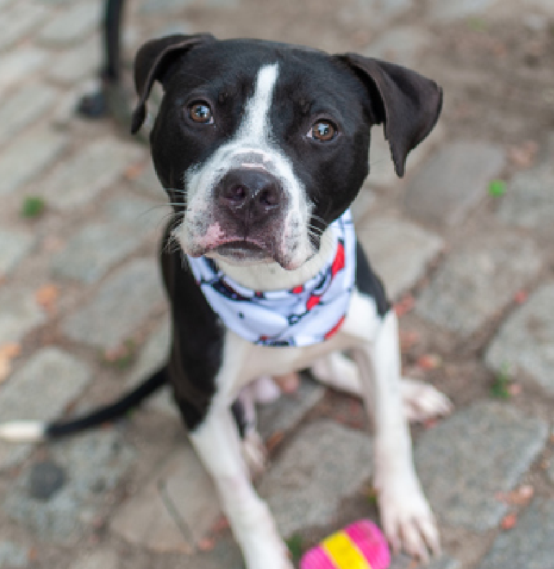 #MACC #AdoptionEvent 
#NYCACC 
nycacc.app 
#SummerFun #RescueDog 

#PuppyLove 
Octavius #VelcroBaby #204300
Curious &amp; playful

Sugar Cookie #LongStay #194321 
So sweet &amp; dog friendly

Prima Ballerina #Shy #204502 
Way to his💘Love &amp; treats

#AdoptMe