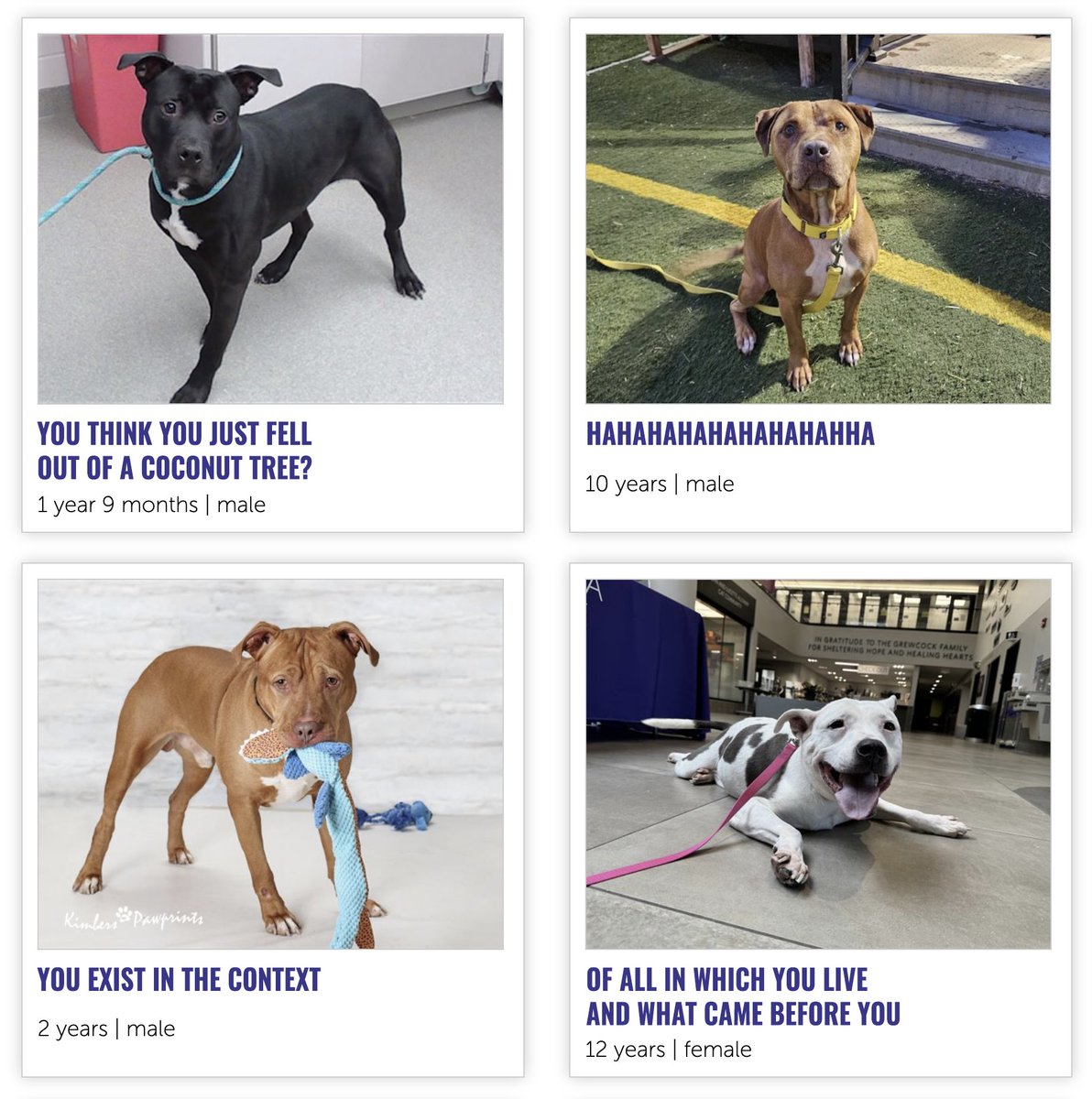 who is naming these dogs