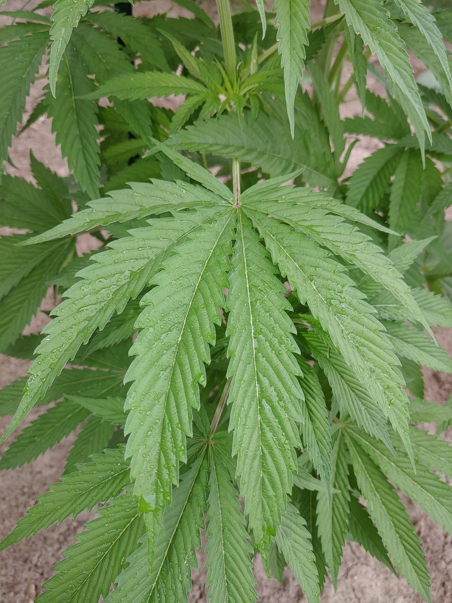 ForTheLuvOfSee2's tweet photo. 1- Black Oreoz 🌱🔥🏆
2- Firecane - Reverse Genetics
Threw in some support stakes today just in time before the rain started coming down 🌫️
Girls are doing well 🤙
#GrowYourOwn #FTLOS
#ReverseGenetics #CoastalMary https://t.co/XdjmCupl5c