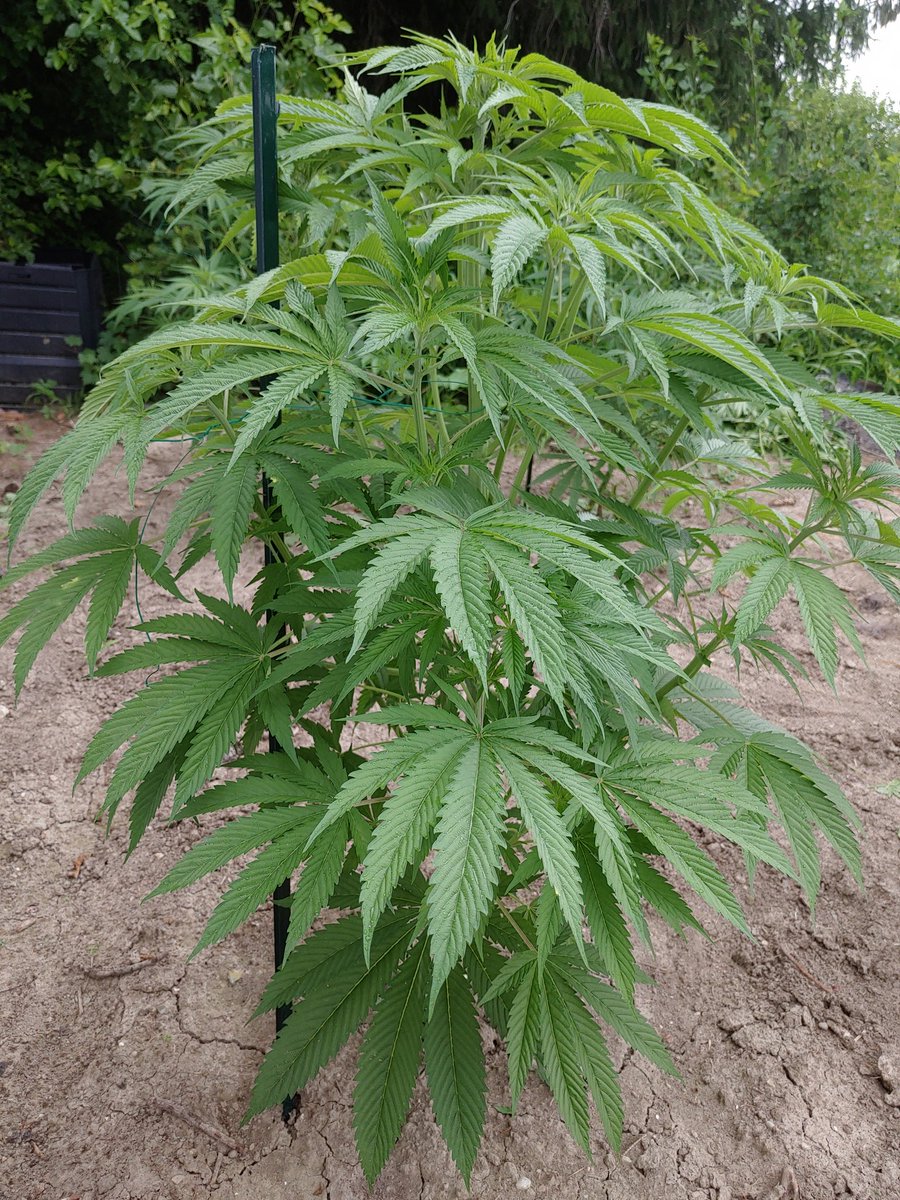 ForTheLuvOfSee2's tweet photo. 1- Black Oreoz 🌱🔥🏆
2- Firecane - Reverse Genetics
Threw in some support stakes today just in time before the rain started coming down 🌫️
Girls are doing well 🤙
#GrowYourOwn #FTLOS
#ReverseGenetics #CoastalMary https://t.co/XdjmCupl5c