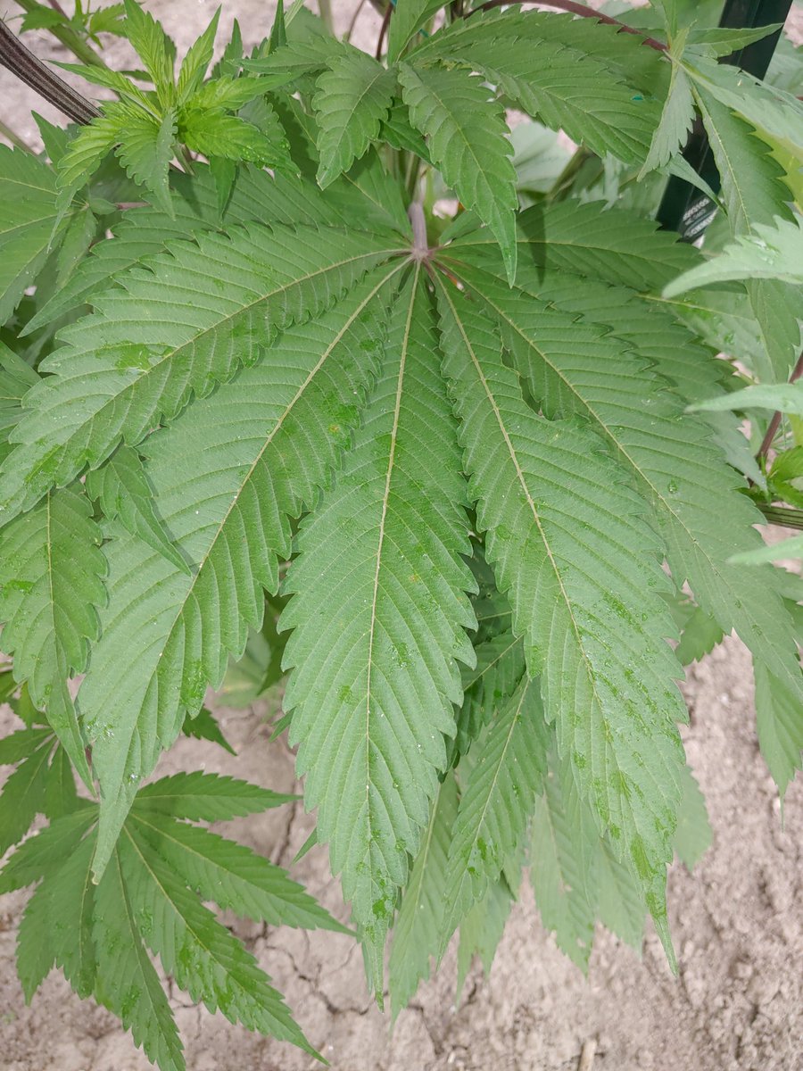 ForTheLuvOfSee2's tweet photo. 1- Black Oreoz 🌱🔥🏆
2- Firecane - Reverse Genetics
Threw in some support stakes today just in time before the rain started coming down 🌫️
Girls are doing well 🤙
#GrowYourOwn #FTLOS
#ReverseGenetics #CoastalMary https://t.co/XdjmCupl5c