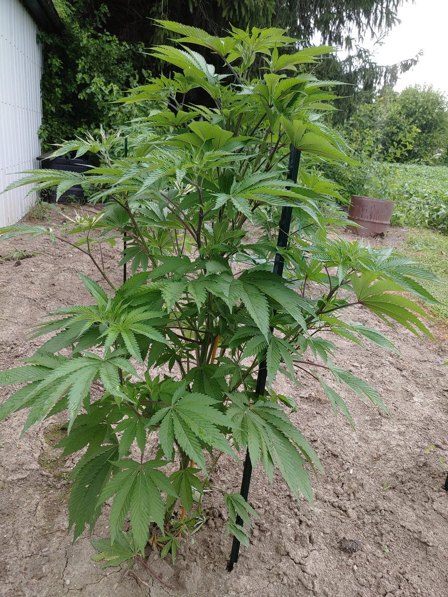 ForTheLuvOfSee2's tweet photo. 1- Black Oreoz 🌱🔥🏆
2- Firecane - Reverse Genetics
Threw in some support stakes today just in time before the rain started coming down 🌫️
Girls are doing well 🤙
#GrowYourOwn #FTLOS
#ReverseGenetics #CoastalMary https://t.co/XdjmCupl5c