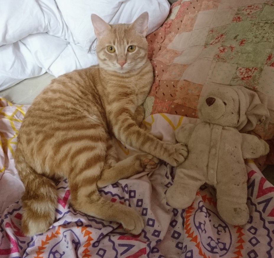 bebitcoinize's tweet photo. @ElisabethLaffay Pas touche a ma mascotte #Potis https://t.co/j1PZoauuTa