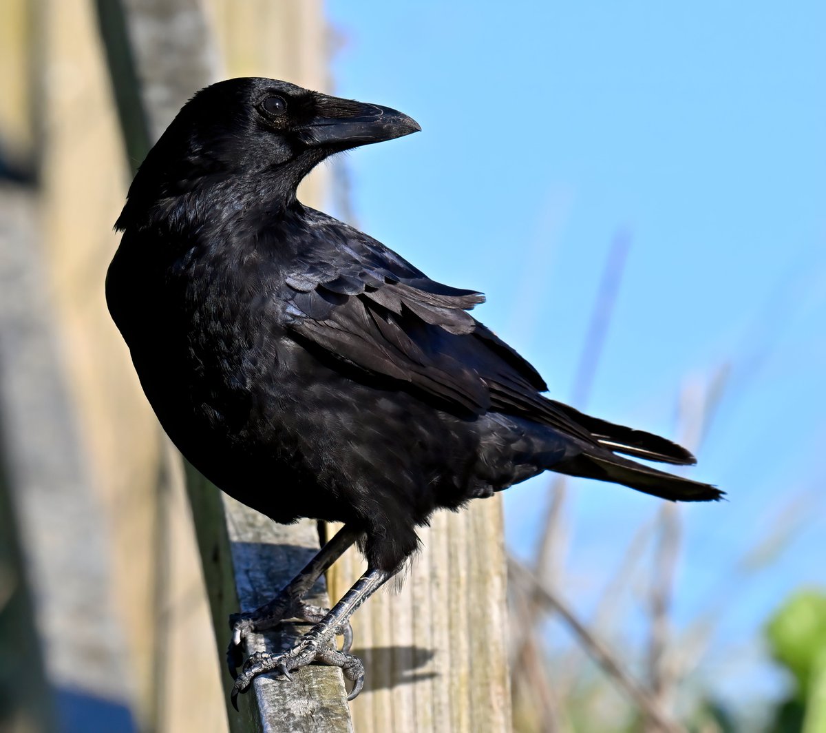 CarlBovisNature's tweet photo. Raven, Rook or Crow? 🤔🐦 https://t.co/X4KE84ysiM