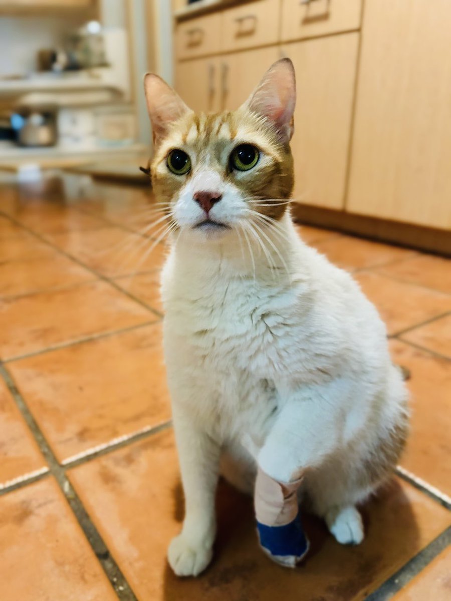 paocaj's tweet photo. ¡Qué susto! Gracias a Dios, Tobby no tiene infección y dejó una gran impresión en el centro veterinario por lo lindo y bueno que es. 🥹 https://t.co/HZ4iXUpydv