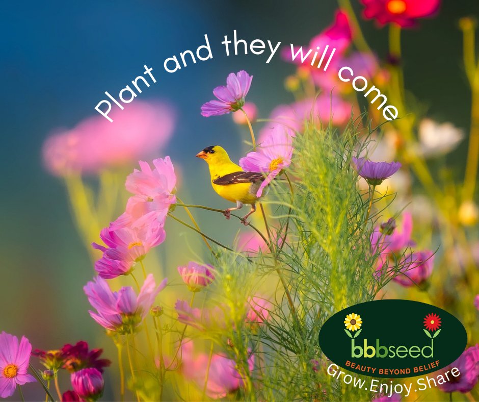 BBB Seed (@bbbseed) on Twitter photo 