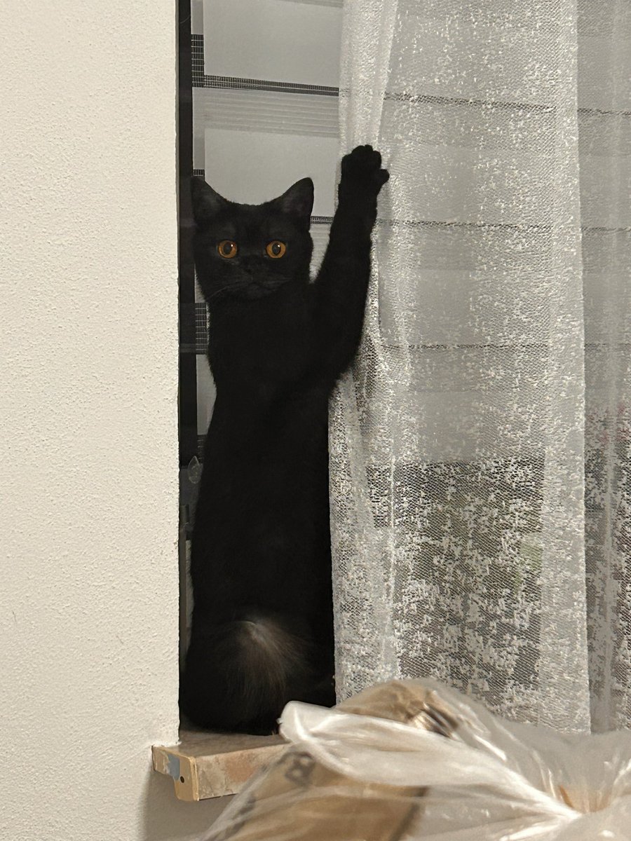 моя кошка