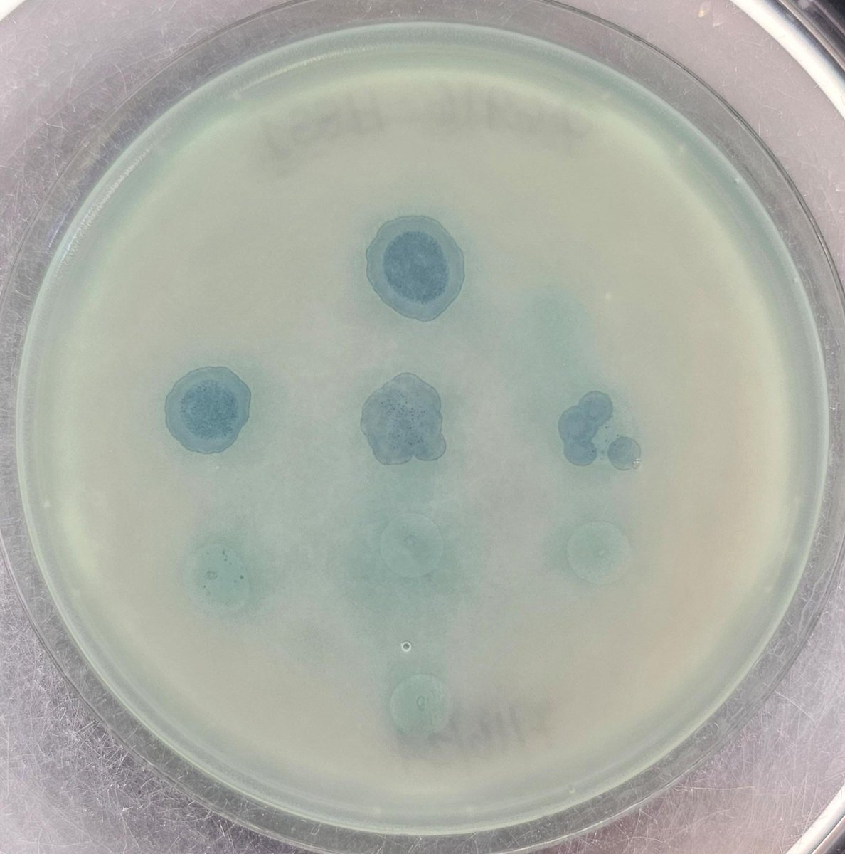BCM Tailor Labs (@bcmtailorlabs) on Twitter photo We saw something interesting in the lab today 👇
Why is there more pyocianin around the phages? This was plated on a clinical Pseudomonas aeruginosa strain 🦠what do you think? 🤔
#Pseudomonas #phagetherapy #bacteriophages #plaques <a href="/BCMFromtheLabs/">From the Labs at Baylor College of Medicine</a> We saw something interesting in the lab today 👇
Why is there more pyocianin around the phages? This was plated on a clinical Pseudomonas aeruginosa strain 🦠what do you think? 🤔
#Pseudomonas #phagetherapy #bacteriophages #plaques <a href="/BCMFromtheLabs/">From the Labs at Baylor College of Medicine</a>