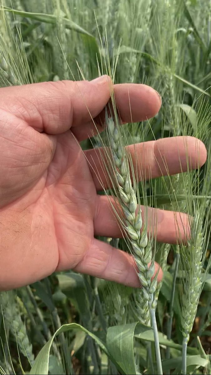 Curtis Hoffmann tweet media