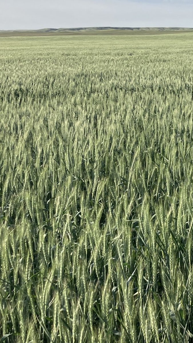 Curtis Hoffmann tweet media