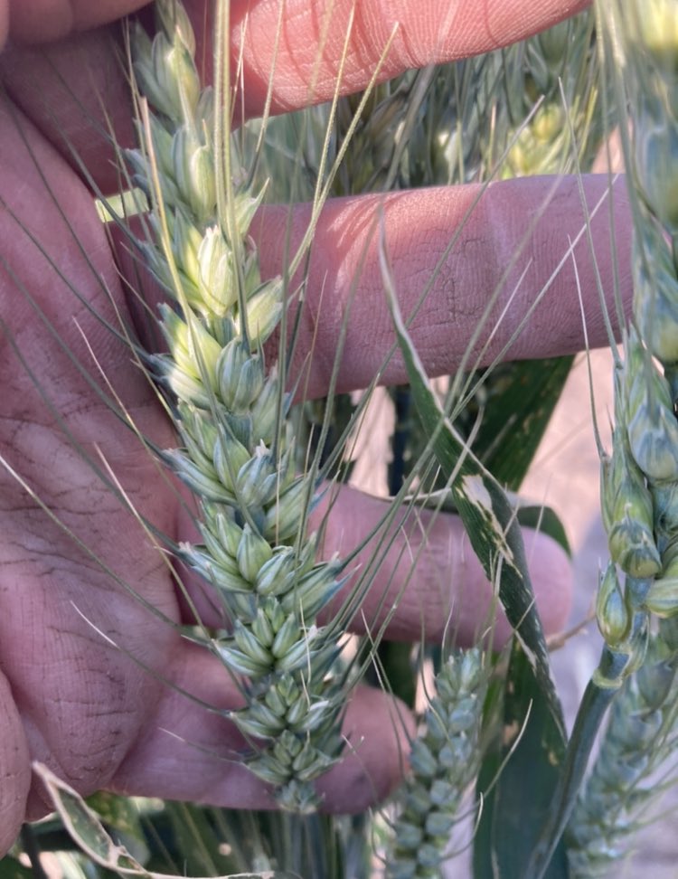 Curtis Hoffmann tweet media