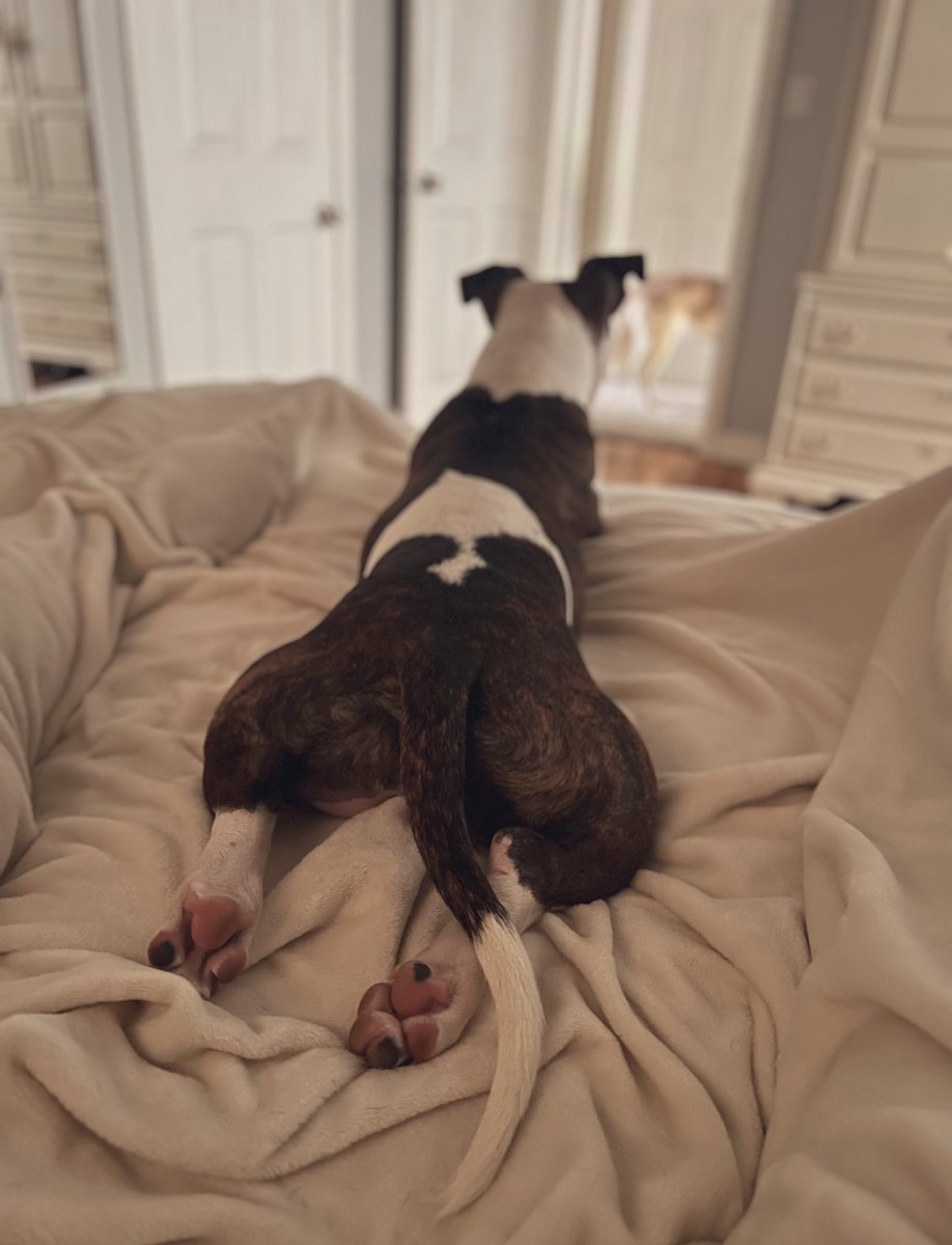 The Proper Poochies tweet media