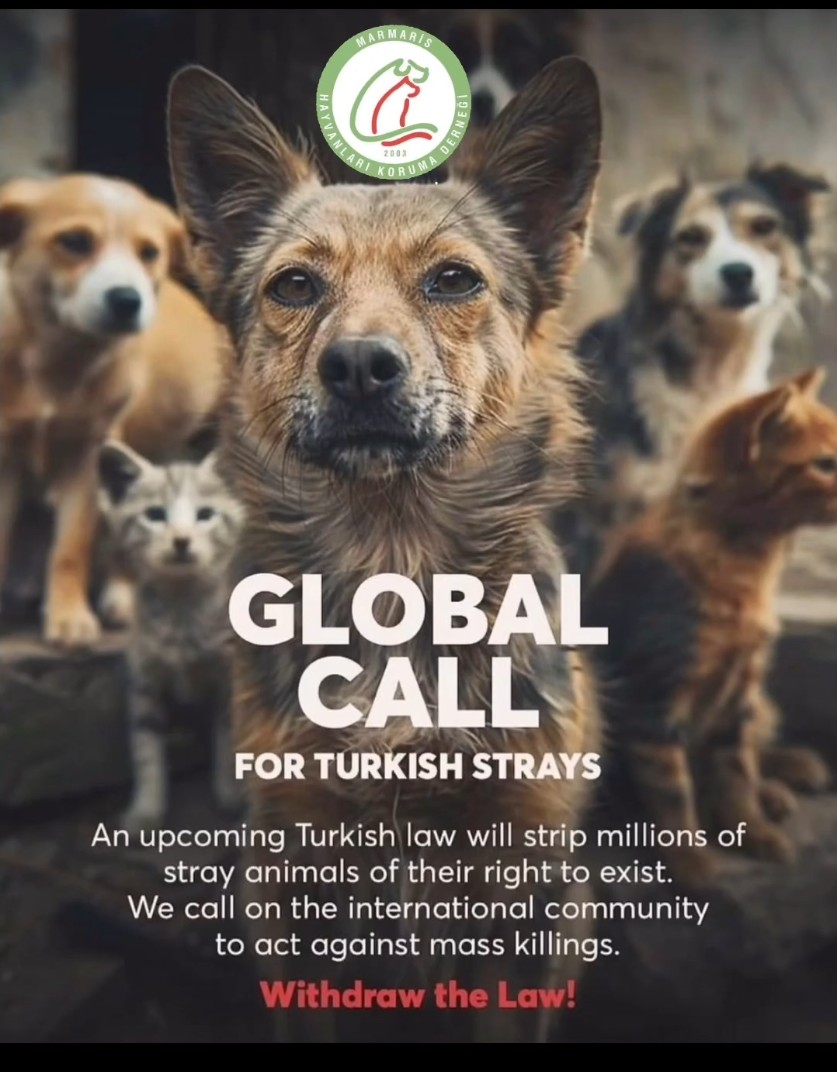 nurcanbaskavak's tweet photo. GLOBAL CALL!
#turkishstrays #helpturkishstrays https://t.co/PbTkvKXSxX