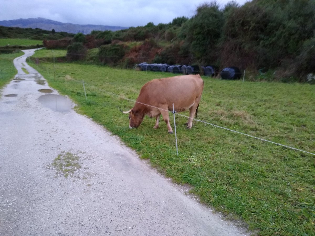 EDUSIN83's tweet photo. #roxina #celoriu #asturies https://t.co/chWWwglpPo