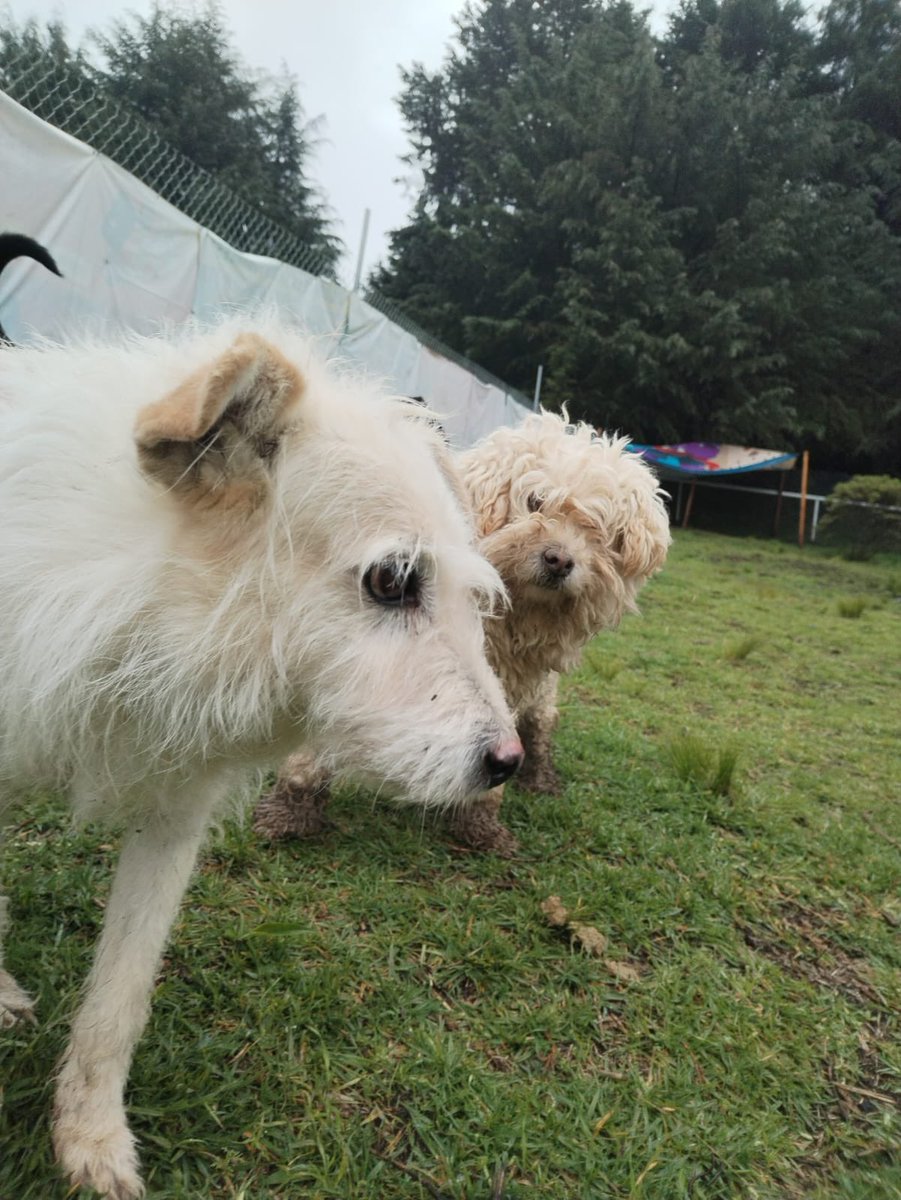 FundacionToby's tweet photo. Bono y Nube sin su peluqueada aún por que hace tremendo frio 🥶🌧️ 

Los patroncitos vienen a bajar el costo de la rifa del funko personalizado!! 
El día de hoy participar costará solo $200 pesitos!! Todo lo recauda se va para la compra de medicamentos, alimento especial y otros gastos del refugio 🥺

Si ganas te llevas un funko personalizado, puede ser tu perrito o tu gatito 🐾🩵 y además habrás ayudado con la manutención de 150 animalitos.

Por favor ayúdanos!!

- BANCOMER
Cuenta: 0117412991
Clabe: 012180001174129915
Tarjeta: 4555113008742068

- SANTANDER
Cuenta: 60577008001
Clabe: 014180605770080014
Tarjeta: 5579070082854475