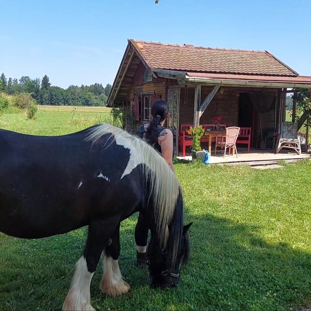 StiltDoge's tweet photo. In every situation, the best girl 🦄✨ (we had a bit of a scary accident at the stable, no one was hurt badly) https://t.co/NFDByvWXd4