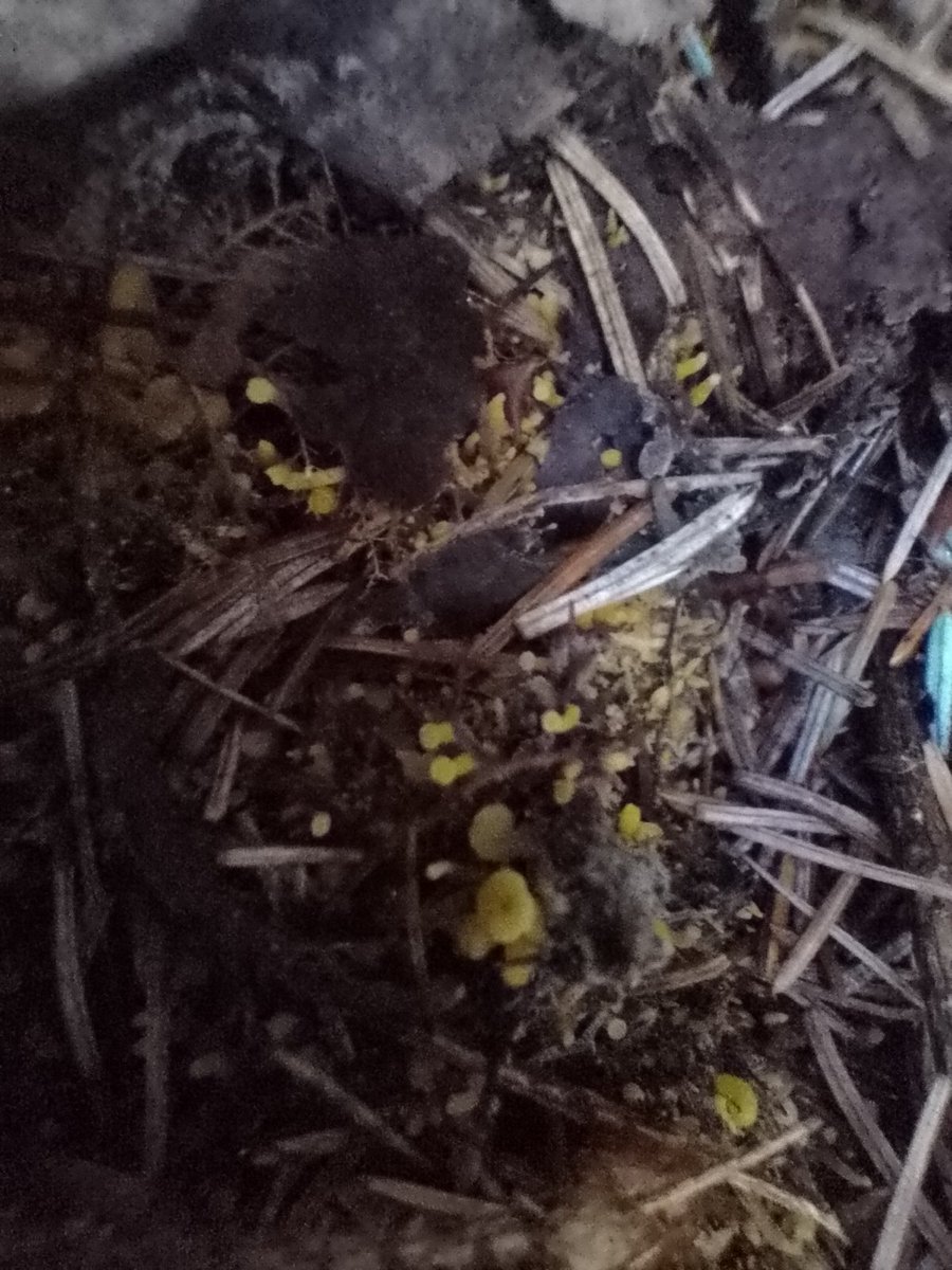 Winter Chanterelles Pinning