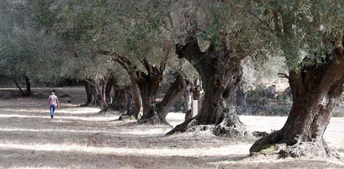 Vers une extension du climat méditerranéen en France au XXIᵉ siècle ? theconversation.com/vers-une-exten…