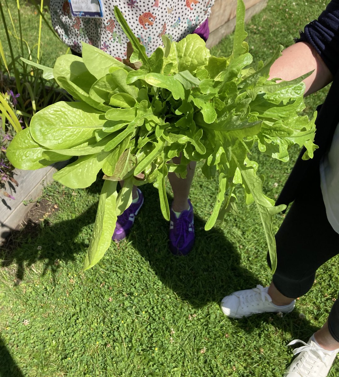 Therapeutic Intervention Service (@nottstiservice) on Twitter photo We've been harvesting our produce this afternoon at our Dementia Hub gardening group. Definitely starting to reap what we have sown! 🌱<a href="/JennyBailey__/">Jenny Bailey</a> <a href="/NottsHealthcare/">Nottinghamshire Healthcare</a> <a href="/TessJMcGrath/">Teresa Burgin</a> <a href="/AGChambers2/">Amanda Chambers</a> #greenspace #teamwork We've been harvesting our produce this afternoon at our Dementia Hub gardening group. Definitely starting to reap what we have sown! 🌱<a href="/JennyBailey__/">Jenny Bailey</a> <a href="/NottsHealthcare/">Nottinghamshire Healthcare</a> <a href="/TessJMcGrath/">Teresa Burgin</a> <a href="/AGChambers2/">Amanda Chambers</a> #greenspace #teamwork