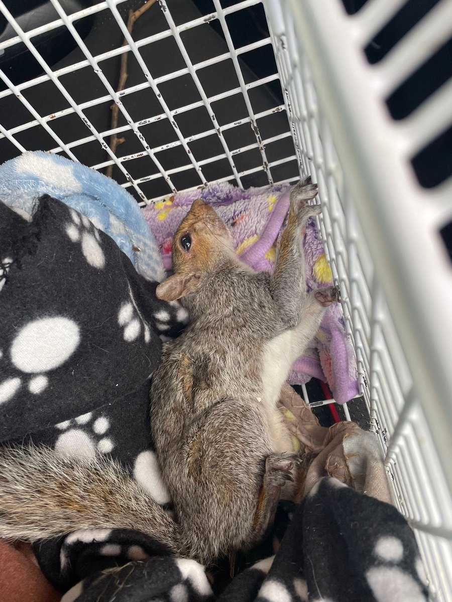 Hitchin Squirrel Rescue tweet media