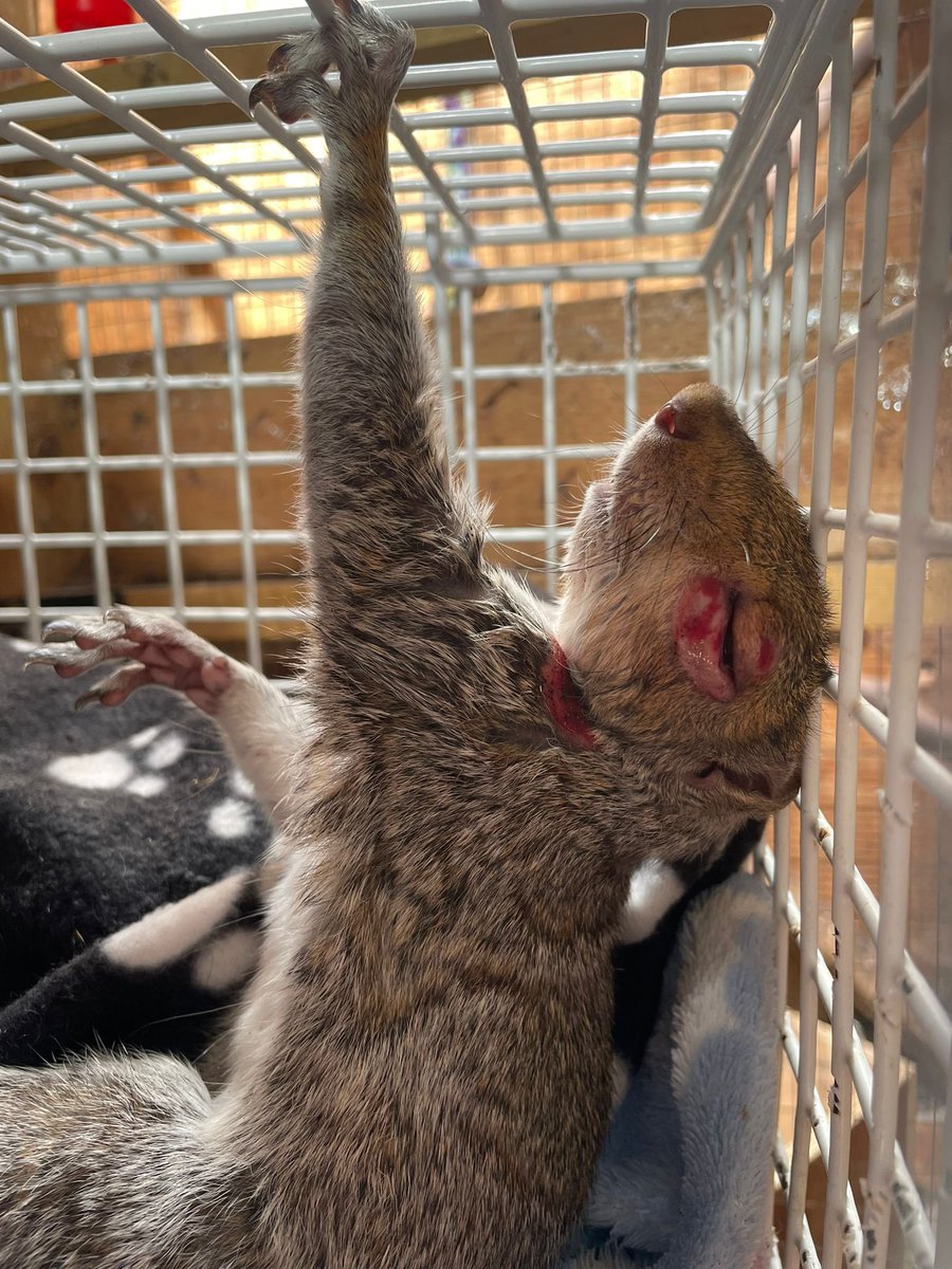 ‼️it’s been a busy time the last few weeks at the vets this little one we picked up today if anyone can help by donating a £1 or more for the day to day running of the rescue it would really help as we are getting low on funds hitchinsquirrelrescue.co.uk