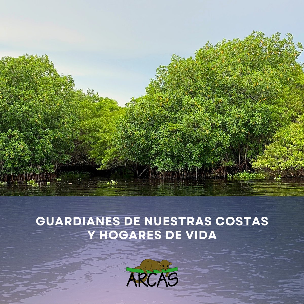Hoy celebramos el Día Internacional de los Manglares, ecosistemas esenciales que protegen nuestras costas y sostienen una rica biodiversidad.  Es crucial conservar estos vitales ecosistemas para asegurar un futuro sostenible. 
#Conservación #Manglares #ARCASGuatemala