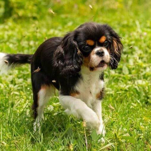 Dejó salir un rato a Lily al jardín y ya está rodeada de abejas