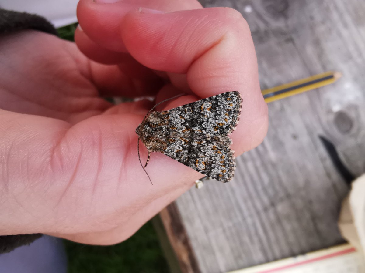 ACairnswood's tweet photo. Great variety in the most recent trap 32/21 and majority were macros I think 5 micros were lifers which is great! Highlights were Straw Underwing, Lesser Yellow Underwing, Shuttle-shaped Dart and a SMALL RANUNCULUS! How beautiful is the pattern on all of those macros #moths #vc63 https://t.co/j787JjRzg5