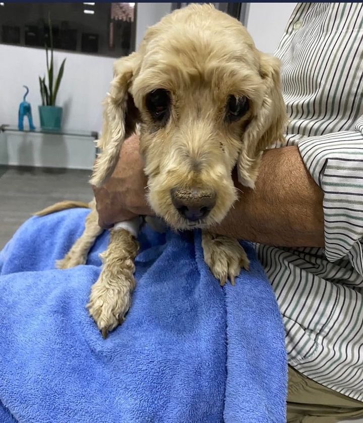 Salvandopatit4s's tweet photo. Amigxs solicitamos ayuda para comprar los alimentos mensuales, bellota continúa buscando hogar, pepy ya está siendo parte de la manada de 4 perritos más, no está demás una manito, a los que siempre nos apoyan esperamos contar con uds. https://t.co/60t3mJ7jRO o wtsp +56958375195🙏🏻 https://t.co/HtP2V5OMg1