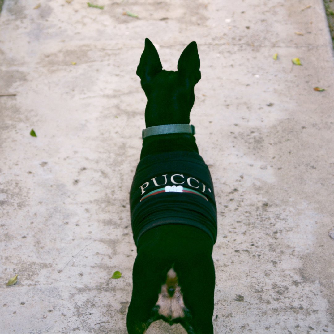lovelightpaws's tweet photo. Classy in black! 🖤🐾

#DobermanStyle #BlackOnBlack #CoolCanine https://t.co/uq8BNhtBKz