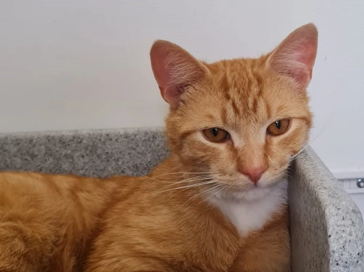 Garfield is such a loving and friendly boy but keeps getting overlooked because of his stress-related cystitis. We know taking on a cat with a health condition is a big ask but hopefully being in a peaceful home will minimise future issues and we’ll also provide ongoing support.