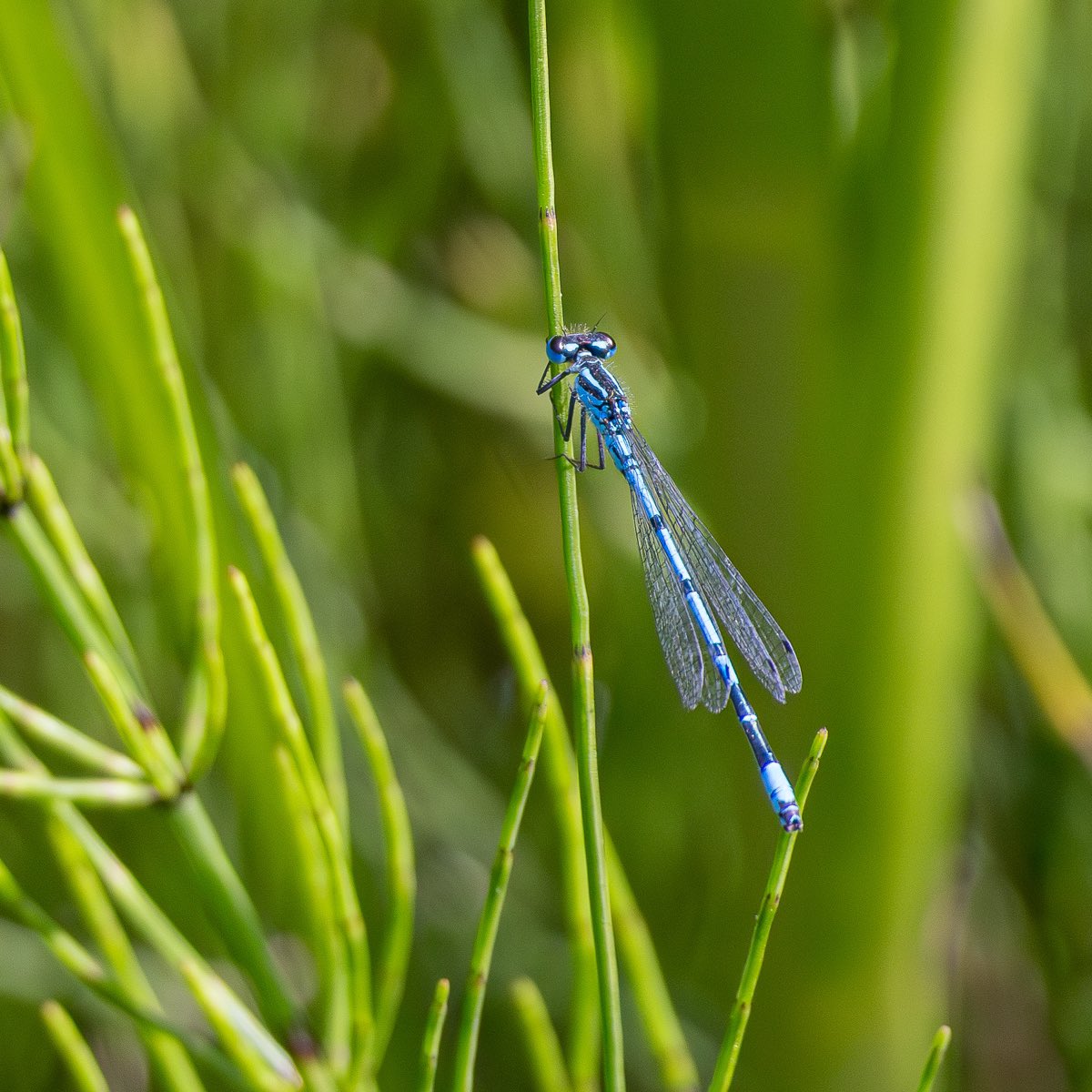 chriskearney7's tweet photo. One from a #dragonfly and #butterfly hunt @RSPB_BurtonMere . #azuredamselfly
 #fsprintmonday https://t.co/UyLWReqfw0