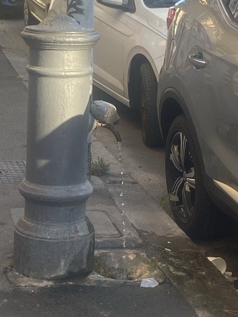 Anche il piccione apprezza  il nasone di Roma 🕊️