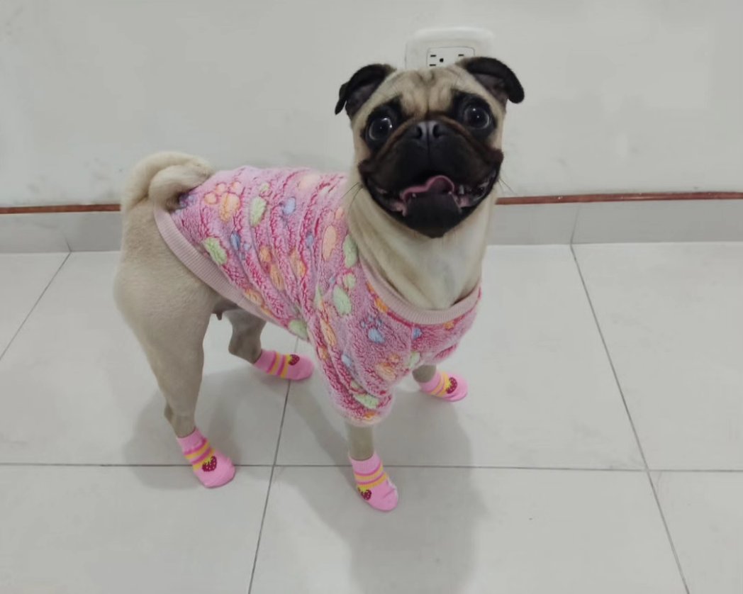 ArnoldoJos22059's tweet photo. #mihija #miperrita #pug #AnimalsLover #BuenosDiasATodos #FelizLunesATodos #mascotas #petslover #pugs #chamo #amor #miamor https://t.co/kgNDV42F1S