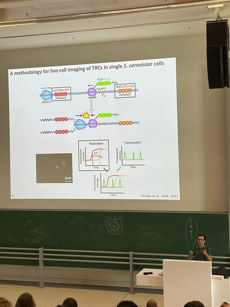 IoannisChemist's tweet photo. It was great to present my research on live cell imaging of R-loop mediated Transcription-Replication Conflicts in the Munich Chromatin Day this morning! My green T-shirt made me invisible in front of the green board XD https://t.co/fQaJGRcnnU