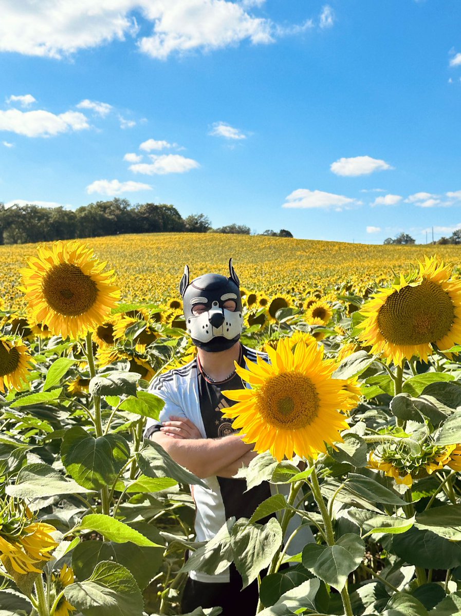 Sunflower season 🐾