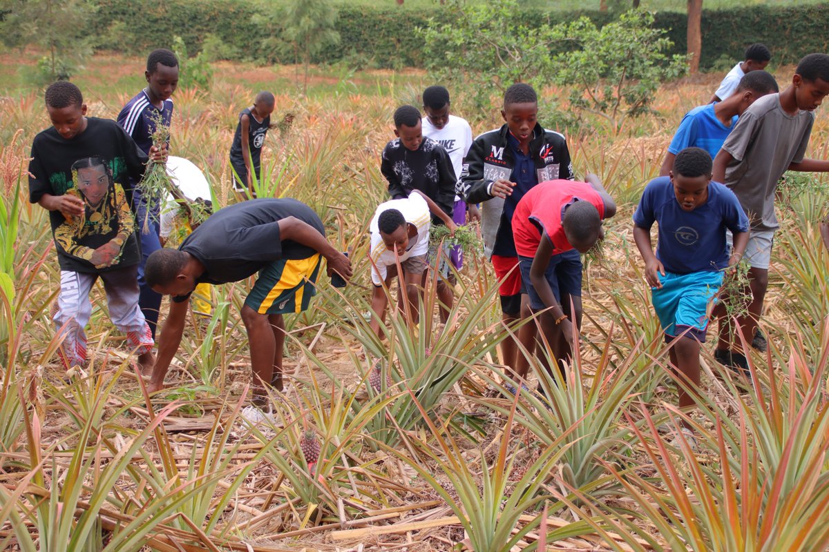 GSF_RC's tweet image. On day 3 of Boys to Men @GSF_RC Campus, boys worked in pineapple fields,cleaned,and made liquid soap.1/4 finals kicked off in football and basketball. @HubertSugira interacted with boys on"How you behave at home determines how you behave outside."@anumino @EquiBridge @jiburwanda