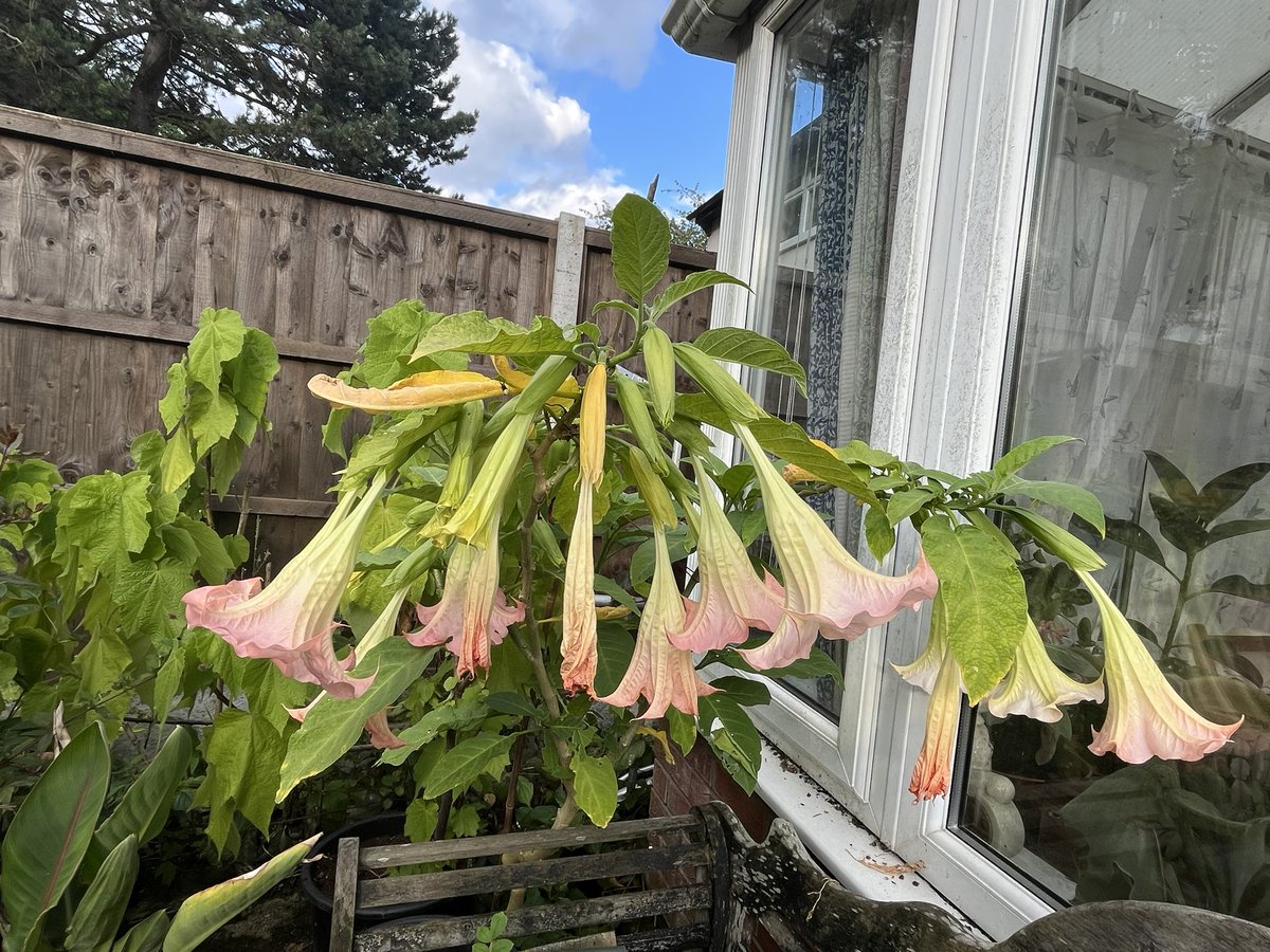 papaver's tweet photo. #todayshappy the Brugmansia that lives in a large pot is not in its usual position this year. It likes the change, I think it’s getting more sun here and it’s showing its appreciation by flowering it’s little socks off #containerplanting #gardening #GardeningTwitter #GardeningX https://t.co/DOImlu1vFO