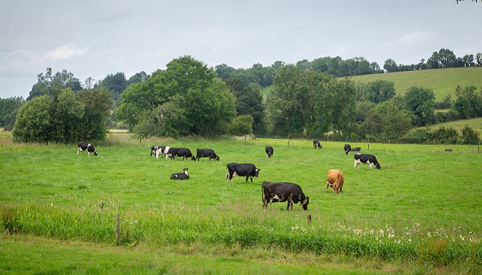 In advance of this week’s Ballyhaise Open Day, taking place on Wednesday, July 24 from 10am, the project team summarise the current trial on clover grazing systems, share early results and look at the implications this research may hold. Read more here bit.ly/3Lzyir5