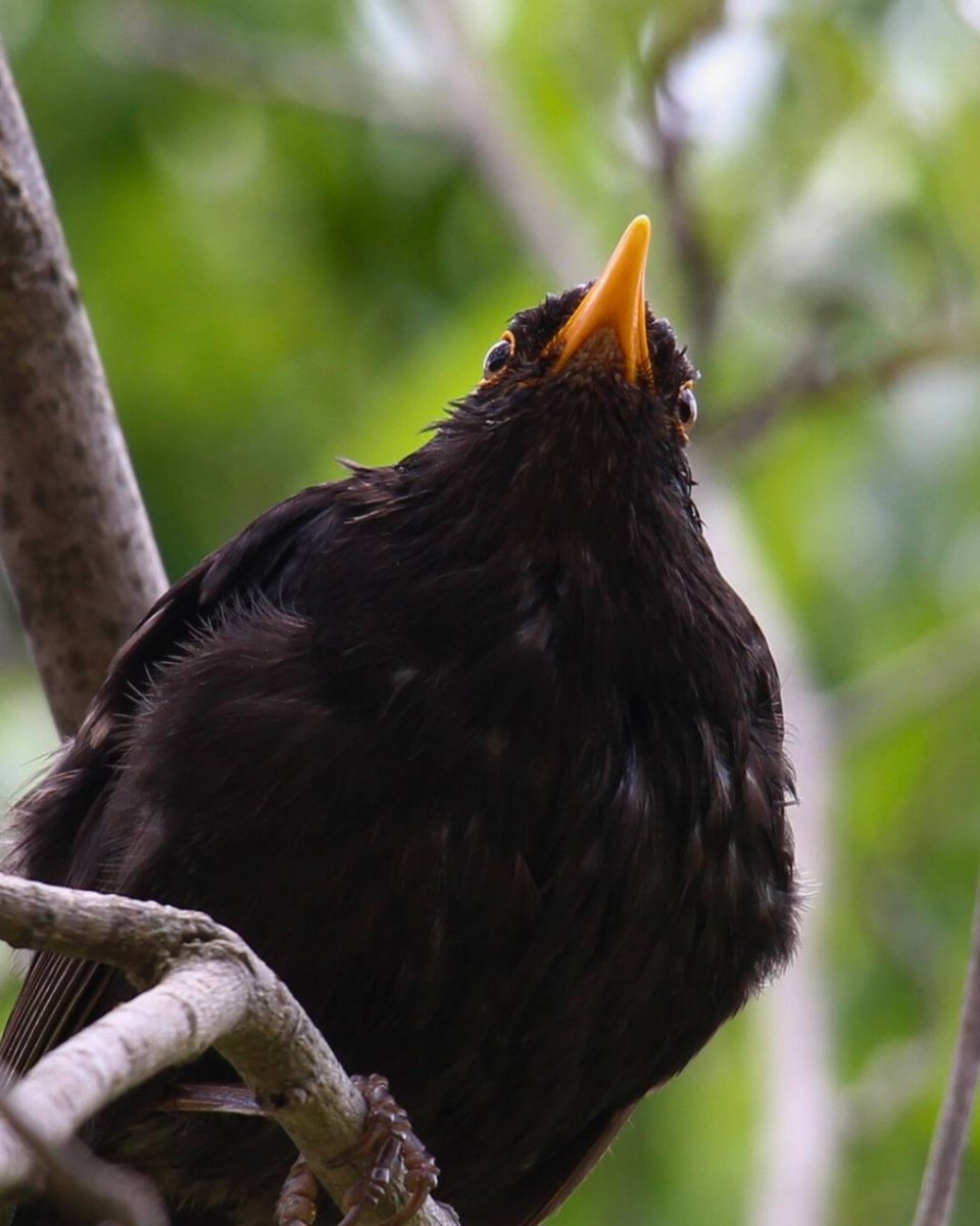ONDADARWIN's tweet photo. Hay días en los que miro a éste mirlo a los ojos y me siento identificado #mirlo #blackbird #pajaro #pajaros #ave #aves #animales #wild #wildlifephotography #naturephotography https://t.co/XkWqi2d5tl
